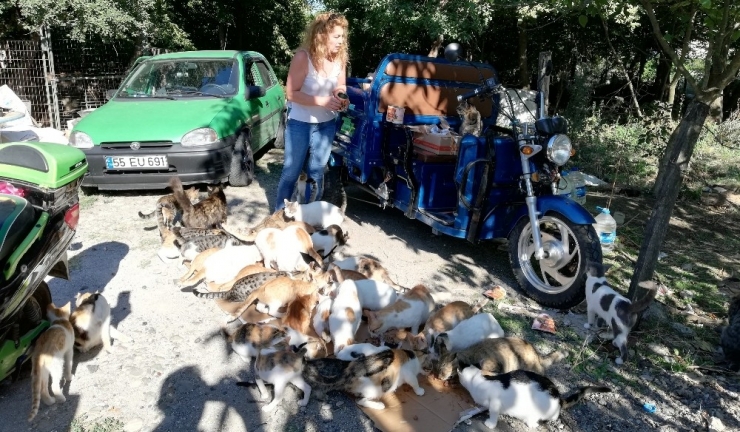 Hayvanların Nino’su