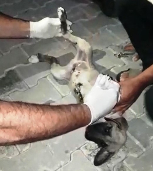 Hastane Personeli Ayağı Kırık Köpek İçin Seferber Oldu