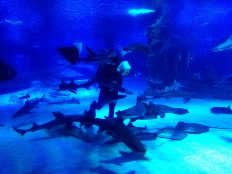 Kum Kaplanı Köpek Balıkları’nın Beslenme Saatine Yoğun İlgi