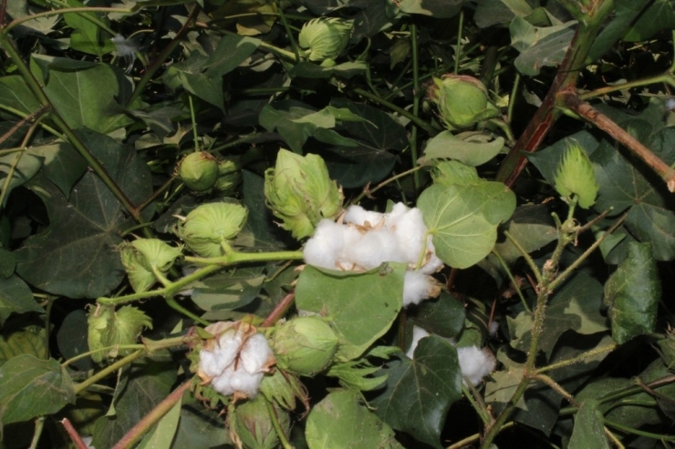 Pamuk Sektörü İçin ’Ambargo’ Açıklaması