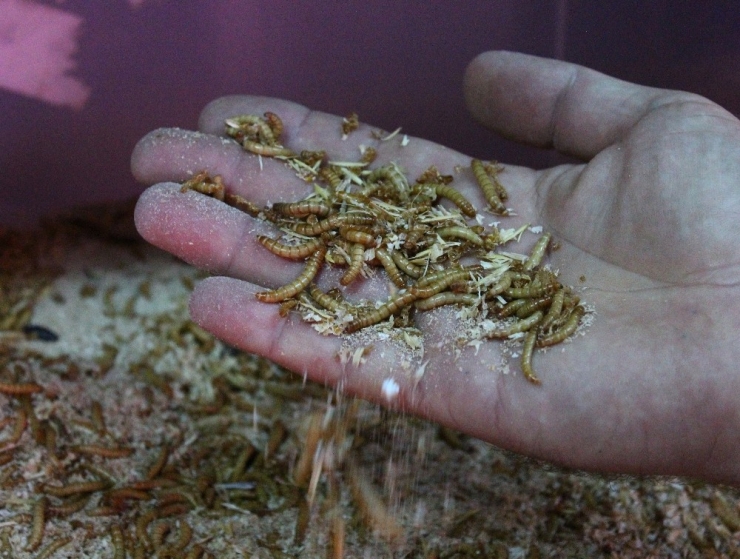 Paketleyip Kilosunu 90 Tl’den Sattığı Kurtlarla Avrupa’ya Açılacak