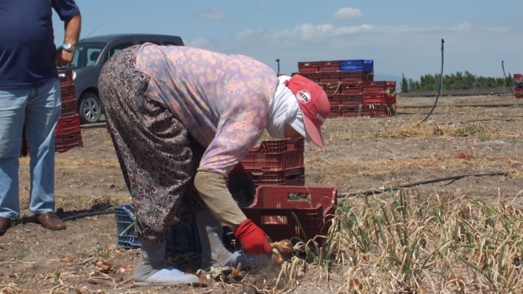 Bandırma’da Soğan Hasadı Başladı