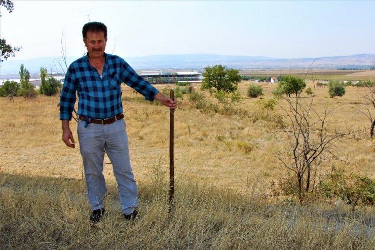 Koyun Otlattığı Çayıra Fabrika Kuracak