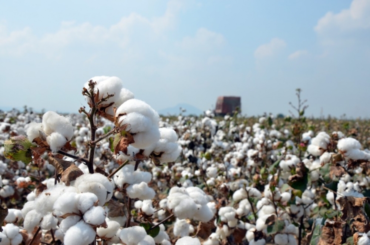 Çukurova’da ‘Beyaz Altın’ Eski Günlerine Dönüyor