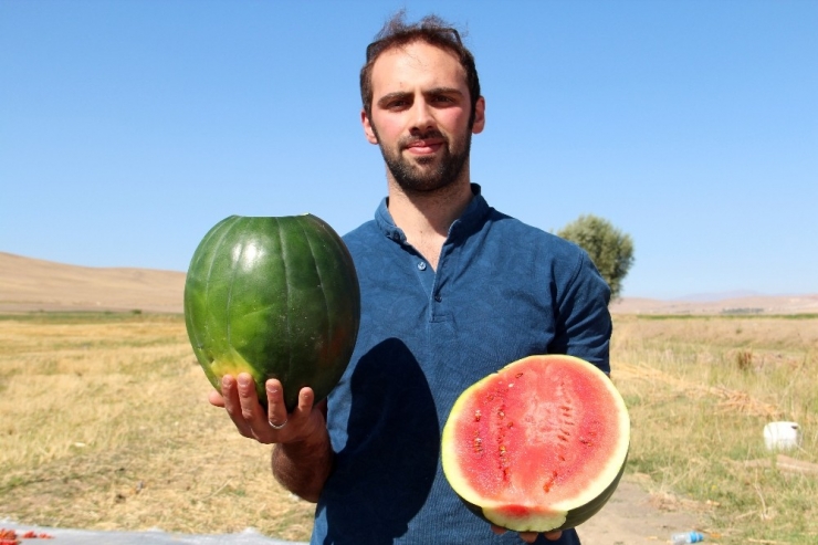Van’da Doğal Yollarla Islah Edilen Yerli Tohumlar Ürün Verdi