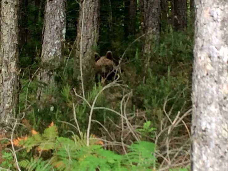 Kazdağları’nda Boz Ayı Heyecanı