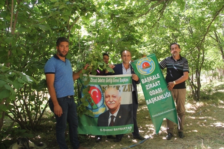 2400 Rakımlı Başkale’de Fındık Ağaçlarından Ürün Aldı