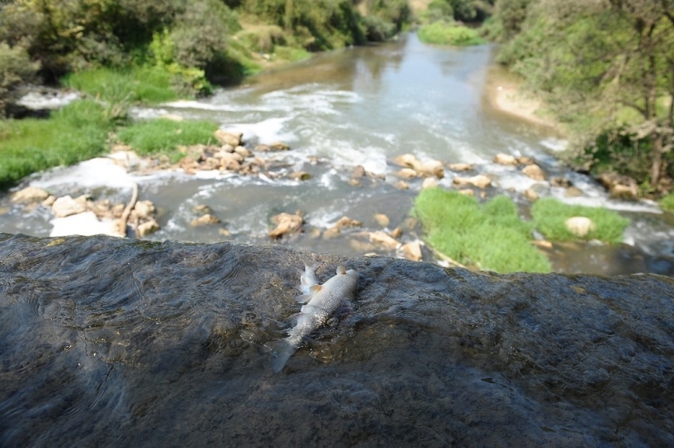 İnegöl’de Balık Katliamı
