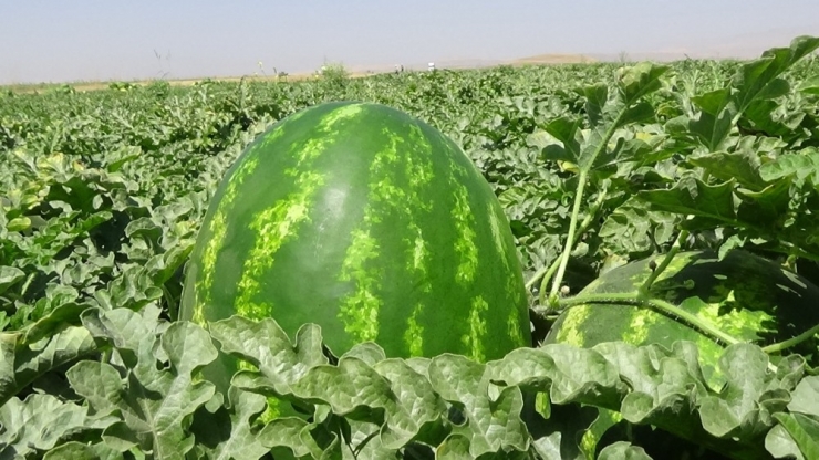 Muş Ekonomisine 60 Milyon Tl’lik Karpuz Katkısı