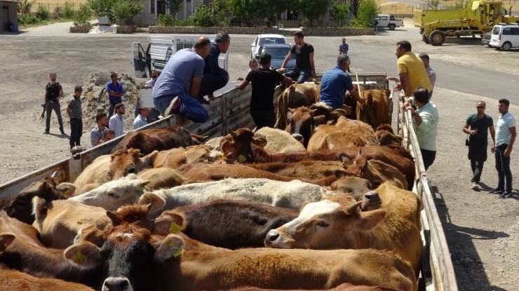 Gercüş’te Genç Çiftçilere Büyükbaş Hayvan Dağıtıldı