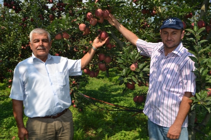 Edebey’de Elma Hasadı Başladı