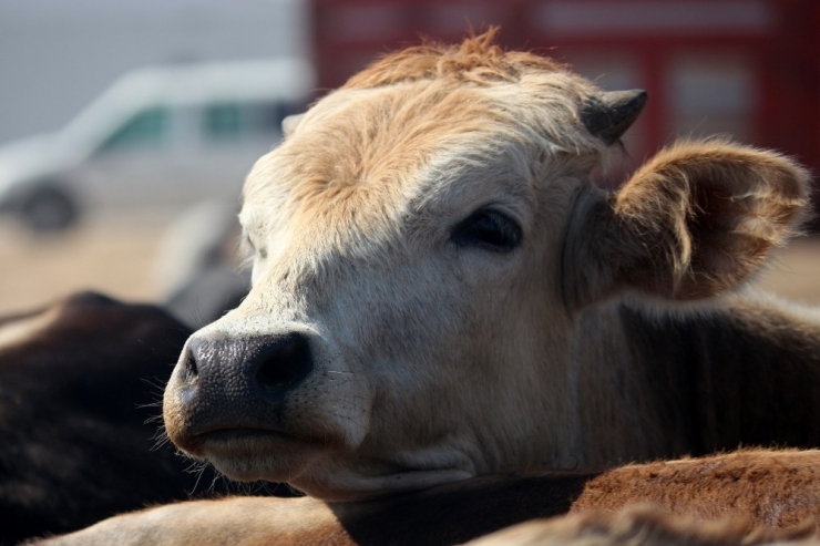 Prof. Dr. Aslan’dan Üreticileri Ve Tüketicileri Rahatlatan Açıklama