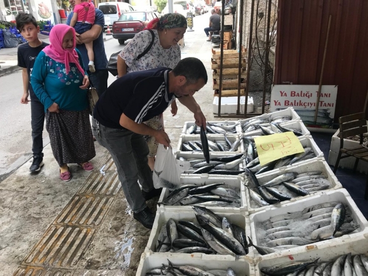 Karadeniz’de Palamut Bolluğu