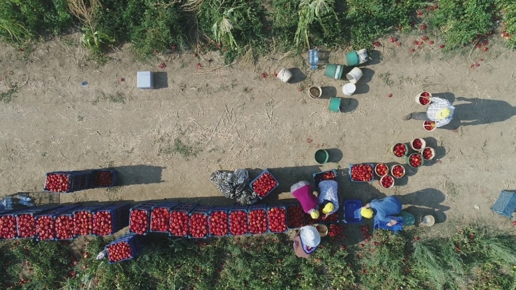 Fırsatçılar Domatese De ’Salça’ Oldu