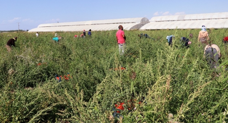 Gevaş’ta Muz Üretilecek