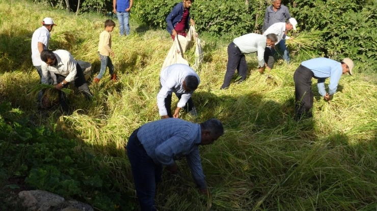 Gercüş’te Orakla Pirinç Hasadı