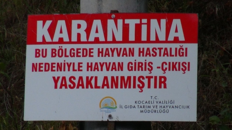 Kocaeli’de Şarbon Paniği; 3 Köy Karantinaya Alındı