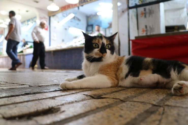 Esnafın Ameliyat Ettirdiği “Ayşe” Balık Halinin Maskotu Oldu