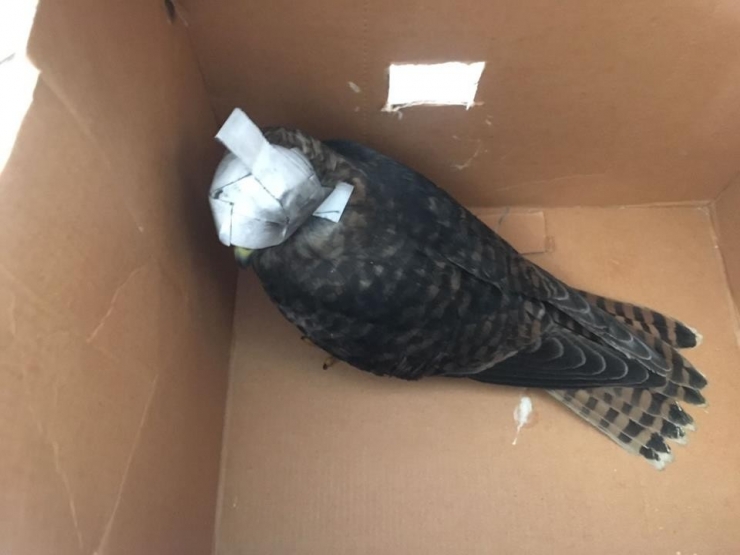 Kars’ta Canlı Mühre İle Avlanan İki Kişiye 28 Bin Lira Ceza