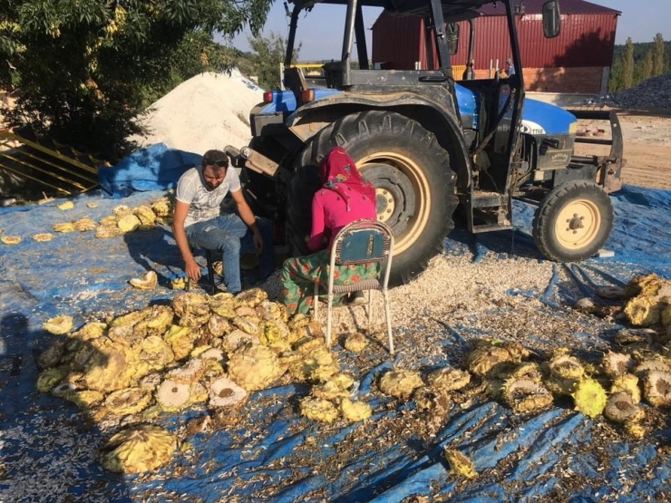 Ayçiçeği Hasadında Son Nokta