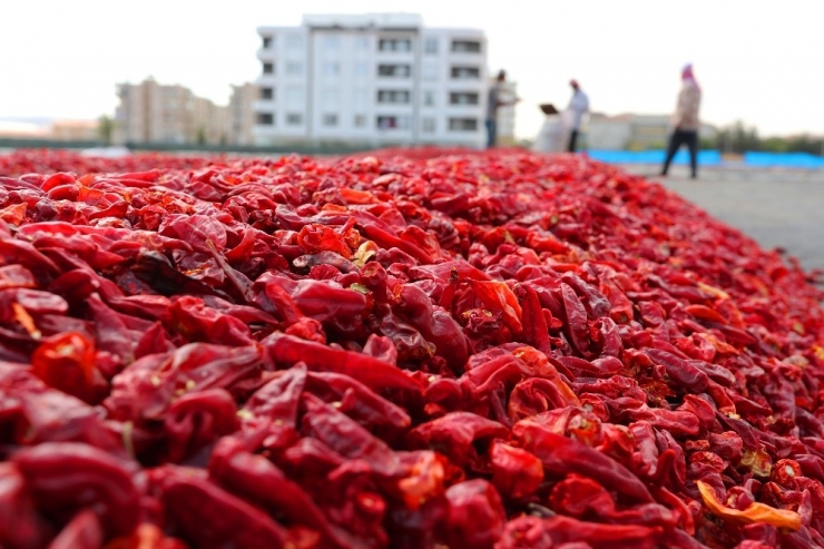 Şanlıurfa’da İsot Üretimi İçin 960 Dönüm Alan Ayrılacak