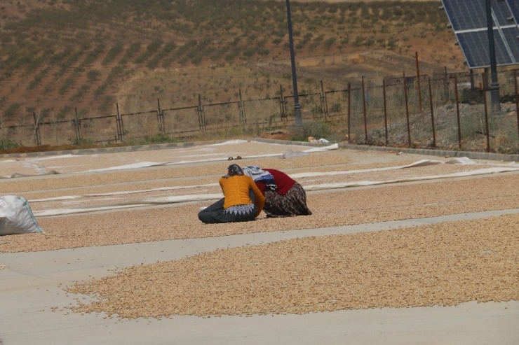 Siirt’te Kurulan 9 Milyon Avroluk Tesis İstihdamı Arttırdı