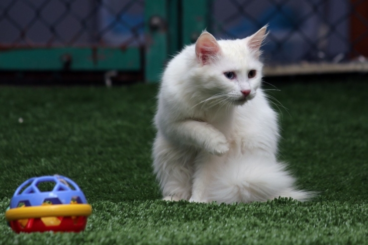 Van Kedi Villası’nda Beş Yıldızlı Konfor