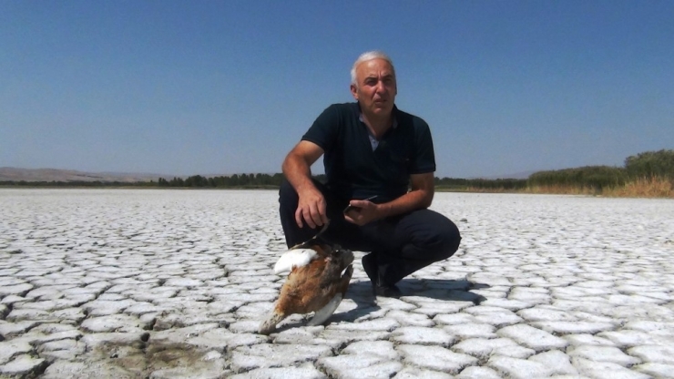 Erciş’te Kuş Ölümleri Tedirgin Ediyor