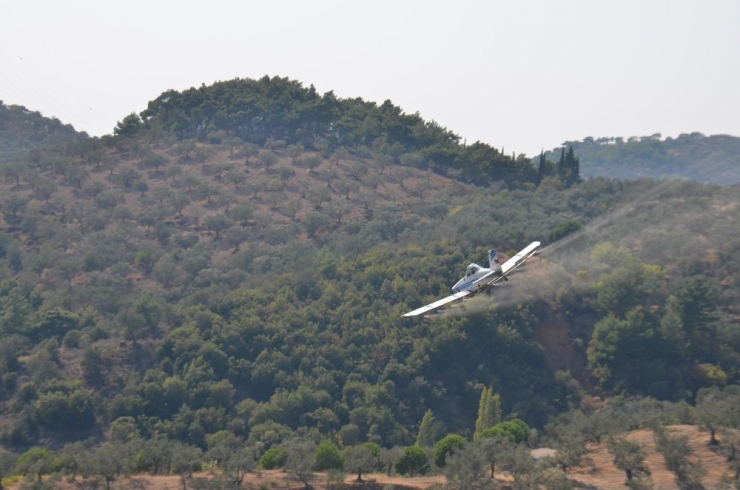 Balıkesir’de Büyükşehir Belediye İlaçlıyor, Zeytin Üretim Artıyor