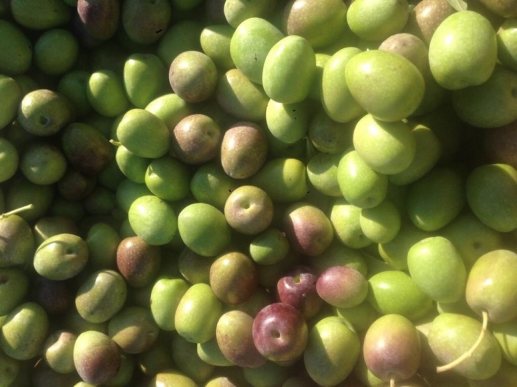 Didim’de Yerli Pamuk Ekiminden Olumlu Sonuç Alındı