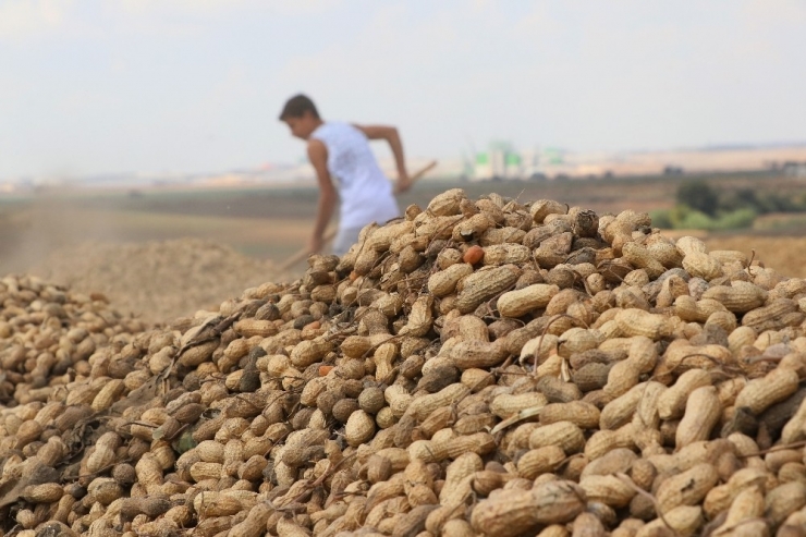 Türkiye’nin Yer Fıstığı İhtiyacının Yüzde 60’ı Adana’dan