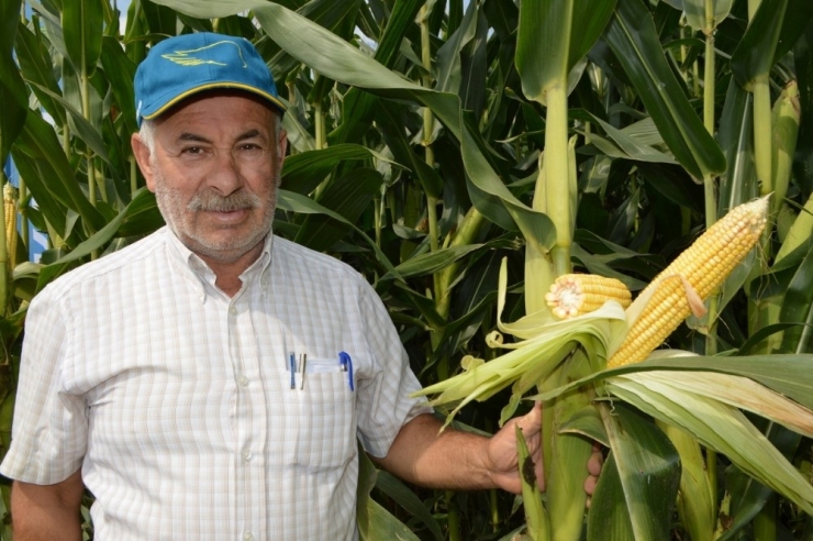 Silâjlık Mısırlar Biçiliyor