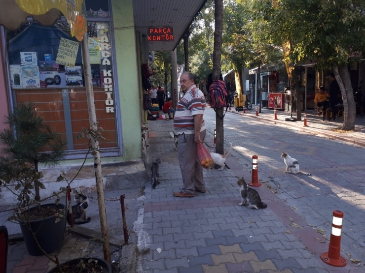 40 Yıldır Kedi Besliyor