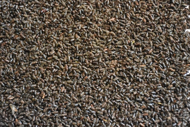 Atatürk Köşkü Ormanını ‘12 Dişli’den Kurtarmak İçin Hareket Geçtiler