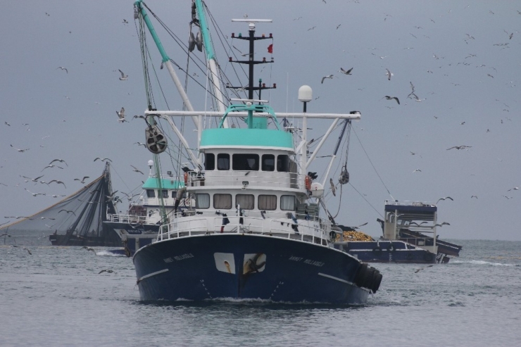 Tüm Türkiye’ye Palamut Karadeniz’den Gidiyor