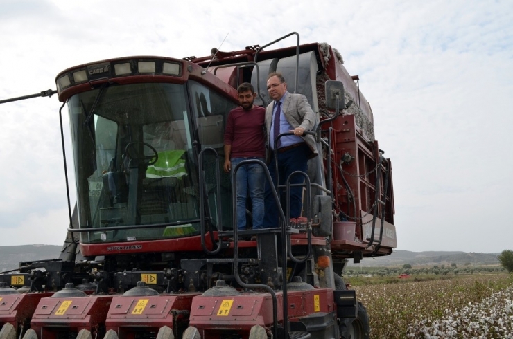 Didim’de Pamuk Hasadı Başladı