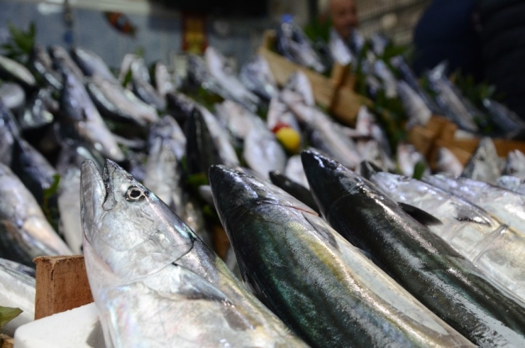 Türkiye Balığa Yöneldi, Palamut Fiyatı 3’e Katlandı