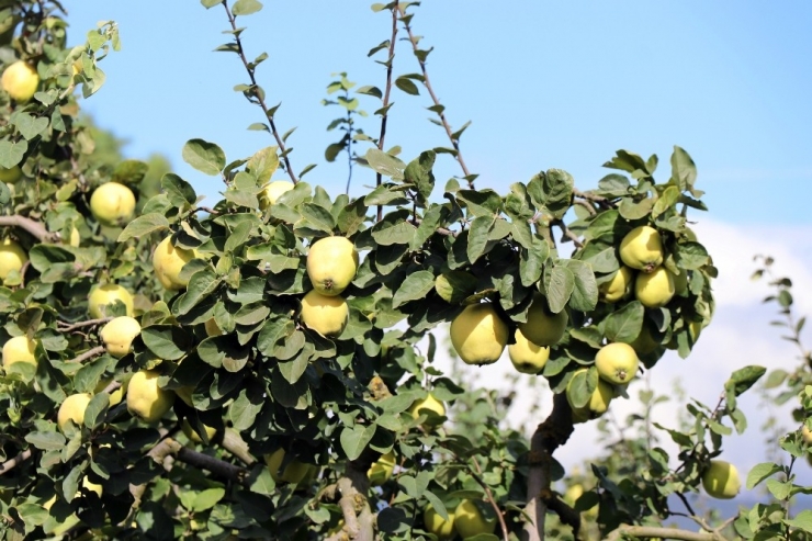 Dünyanın Ayva Merkezi Geyve’de Ayva Hasadı Başladı