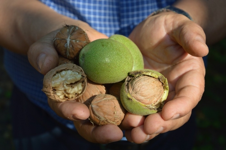 Kabuğun İçinde "Altın" Yetişiyor