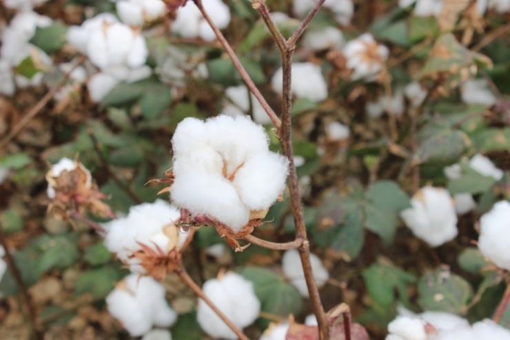 Hatay’da 260 Bin Ton Pamuk Rekoltesi Bekleniyor