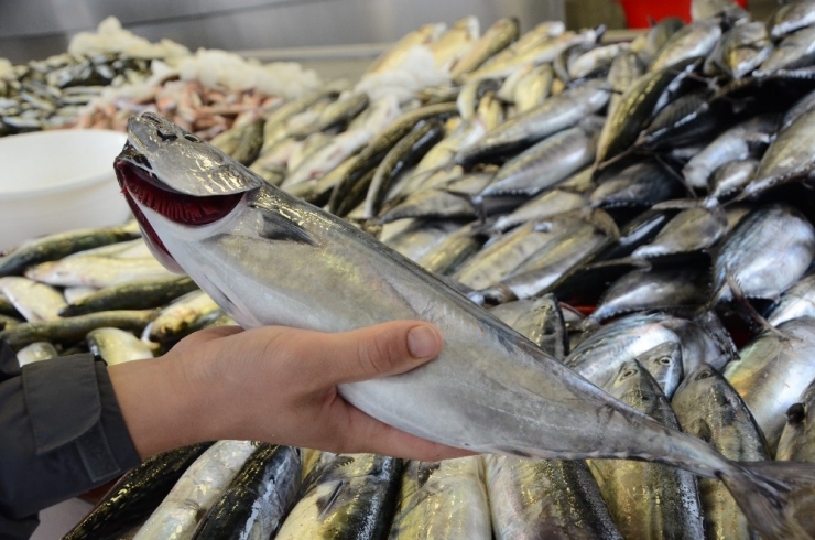 Palamutun Fiyatı 10 Tl’ye Düştü