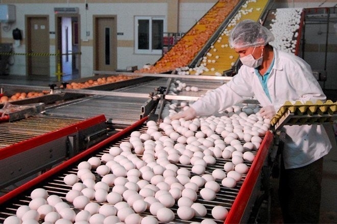 Fiyatlar Uçtu, Tavuklar Altın Yumurtlamaya Başladı