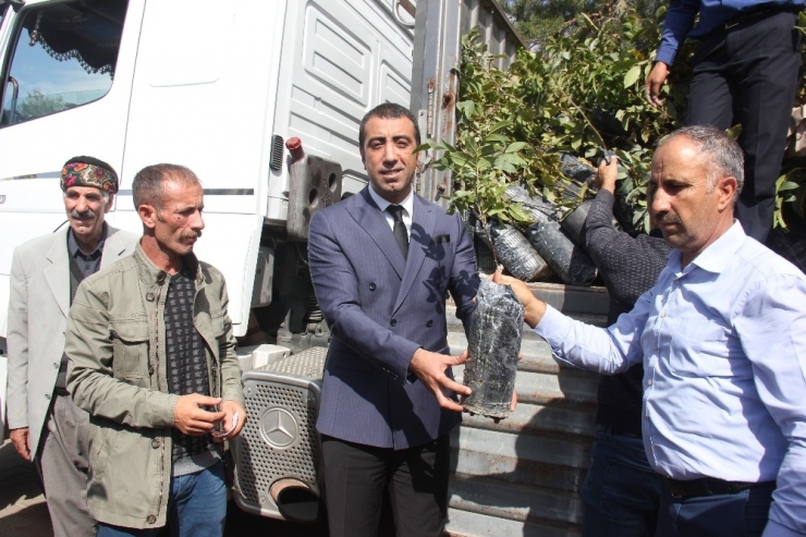 Bingöl’de Ekonomiye Ceviz Desteği, 6 Bin 500 Fidan Dağıtıldı