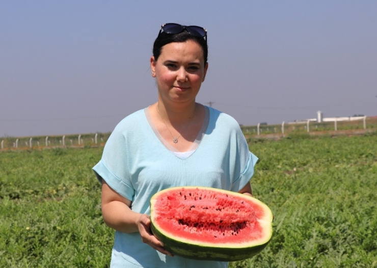 Adana’da Zam Şampiyonu Karpuz