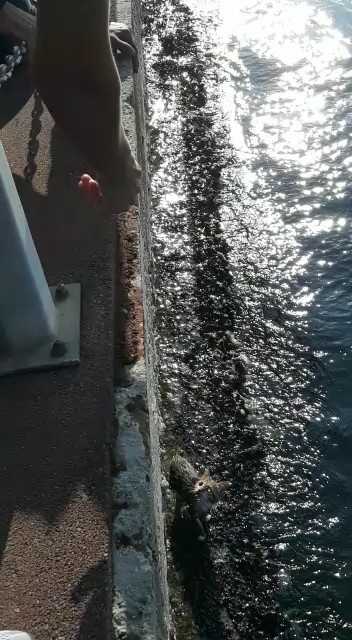 Yüzme Bilmeyen Vatandaş, Denize Düşen Yavru Kediyi Gözünü Kırpmadan Kurtardı