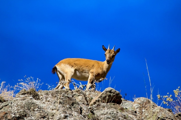 Gümüşhane’de Yaban Keçileri Bu Yıl İkiz Yavruladı