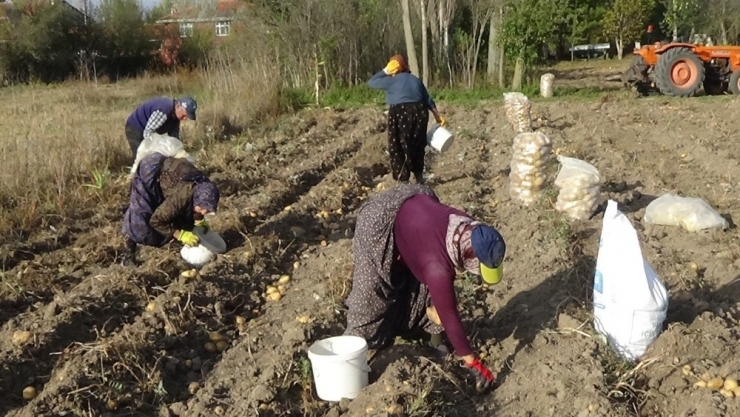 Patetes Tarlada 1, Pazarda 4 Tl