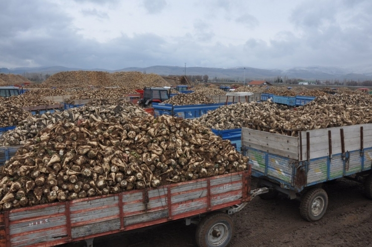 Sandıklı’da Pancar Üreticisi Dertli