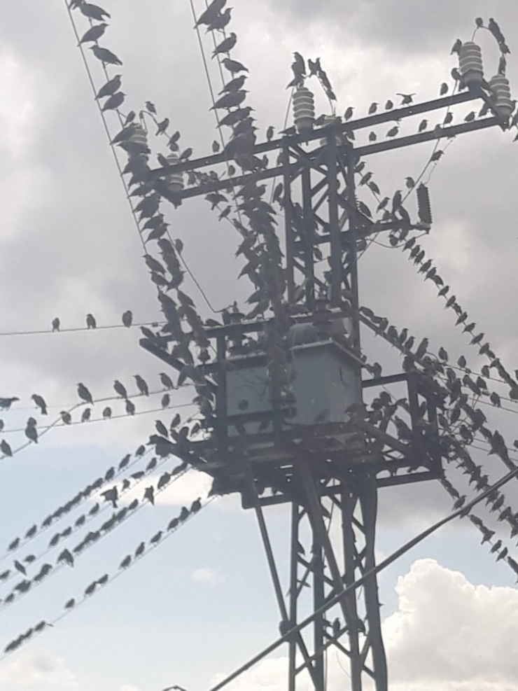 ‘Kuş Çarpılmalarını Önlemek’ Adına Yapılan Projede Bitme Aşamasına Gelindi