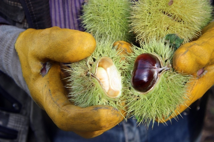 Yüksek Rekolte Şekerlemecilerin Yüzünü Güldürdü